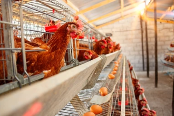 Expanding Modern Poultry Farm Facilities