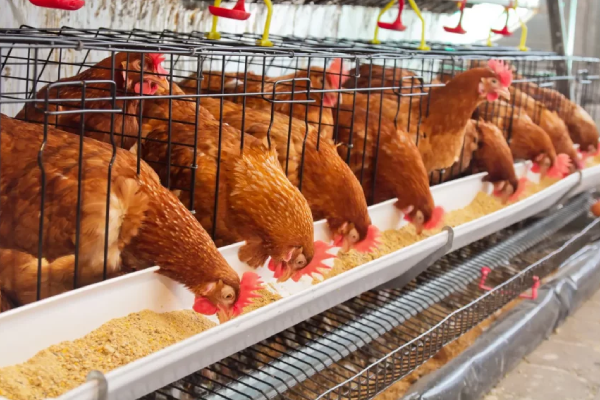 Improving Feeding Systems for Better Nutrition