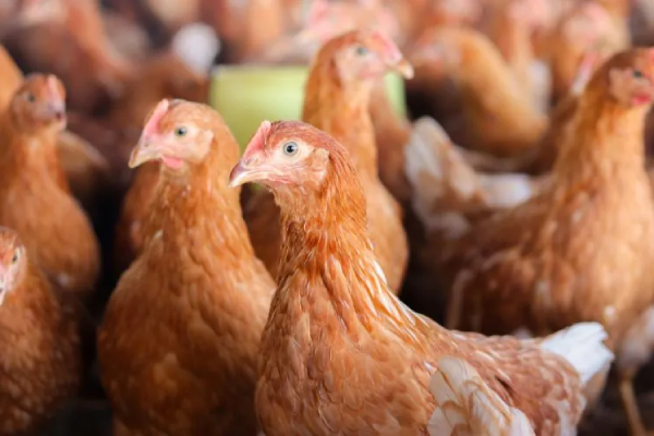 Enhancing Biosecurity and Hygiene Standards